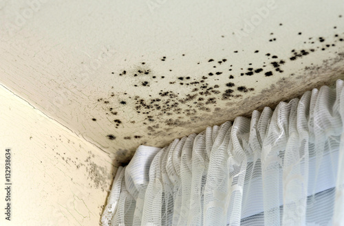 Mould photo