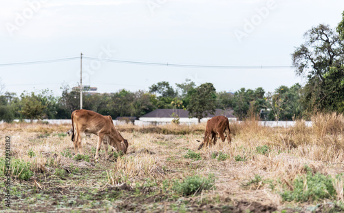 Fototapeta Naklejka Na Ścianę i Meble -  small cows eating grass at the field.