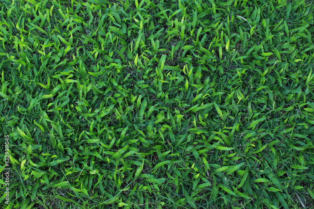 green grass background green grass background