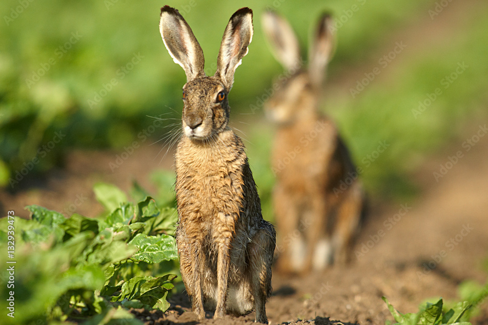 Obraz premium Meister Lampe