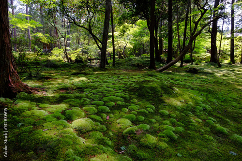 苔寺