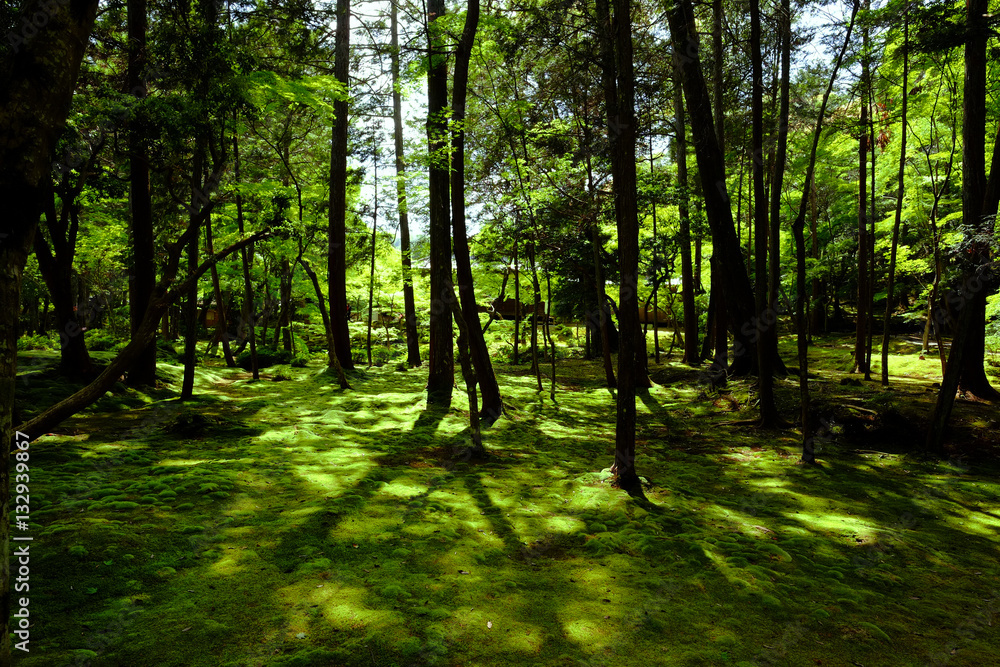 Naklejka premium 苔寺