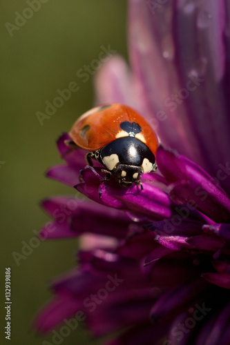 ladybird resting on a purple flower