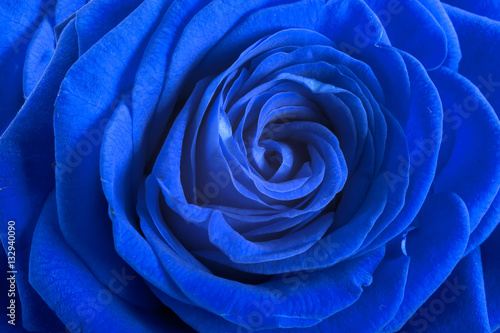  Blue rose petals as background