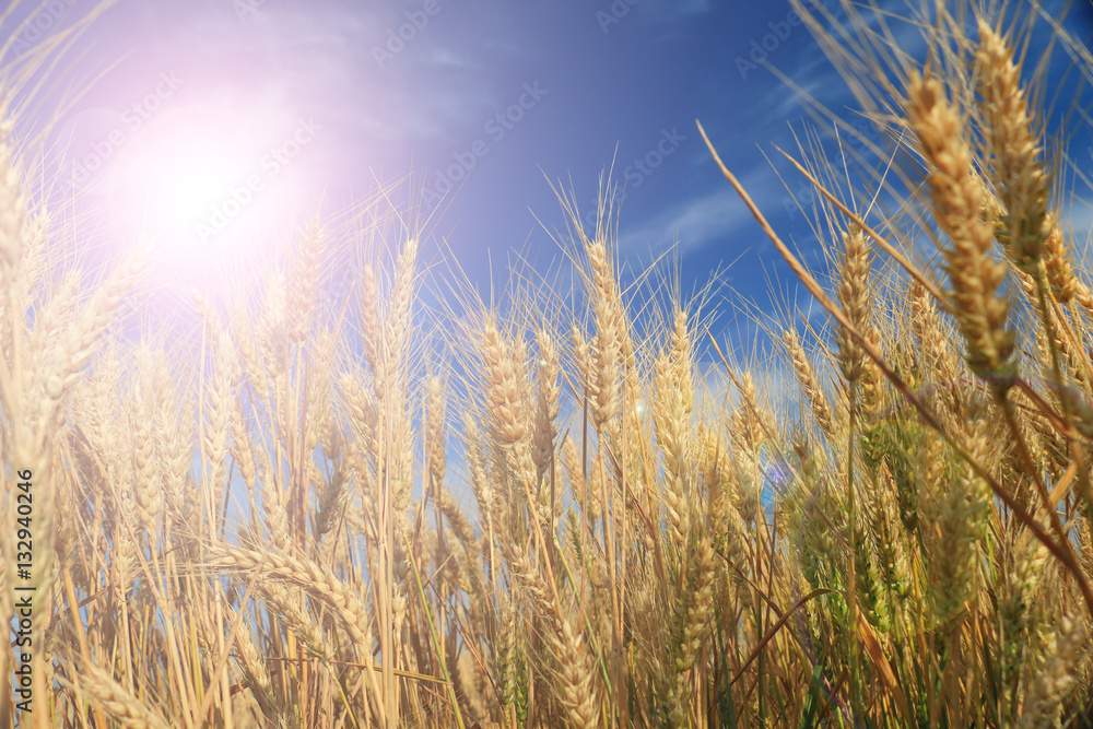 Fototapeta premium Close up of ripe wheat ears