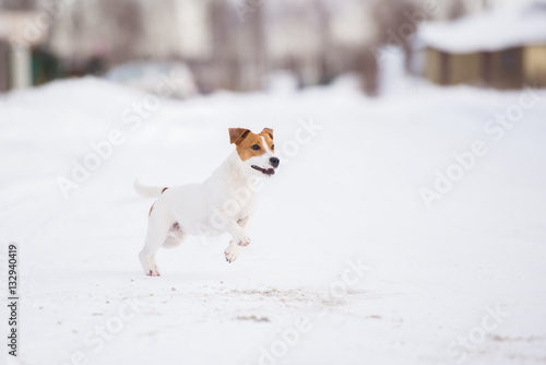 Fototapeta Naklejka Na Ścianę i Meble -  happy jack russell terrier dog outdoors in winter