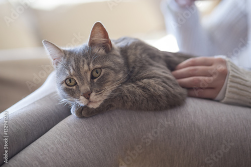 Cat in a woman's lap