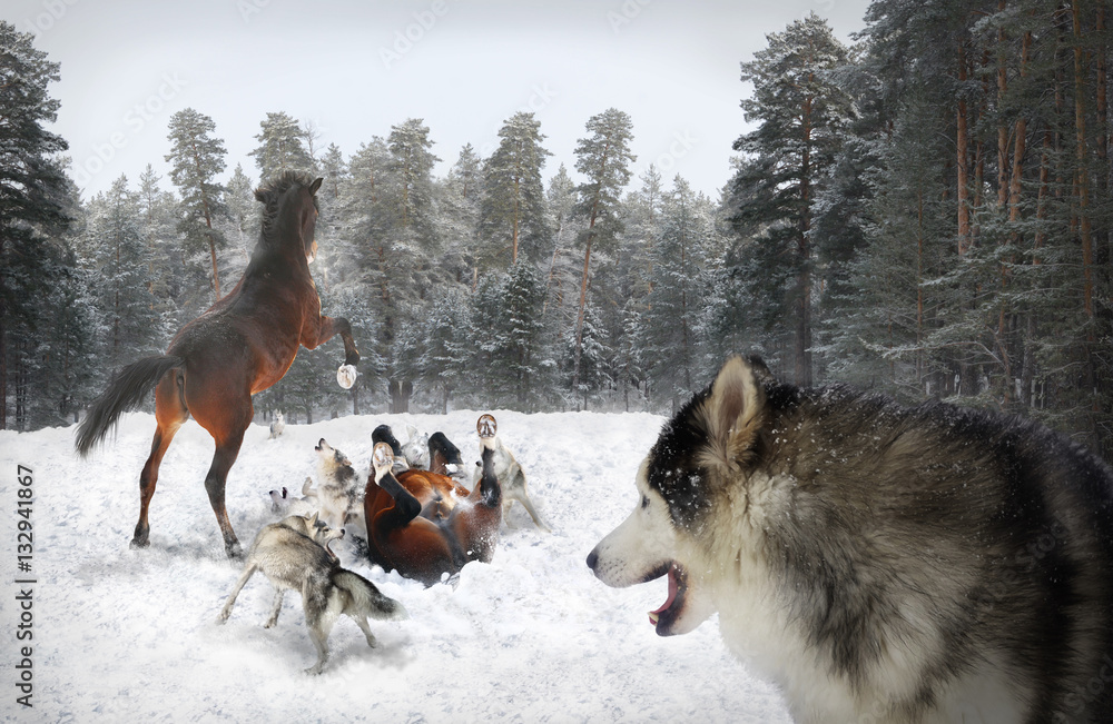 Fototapeta premium wolves and horses