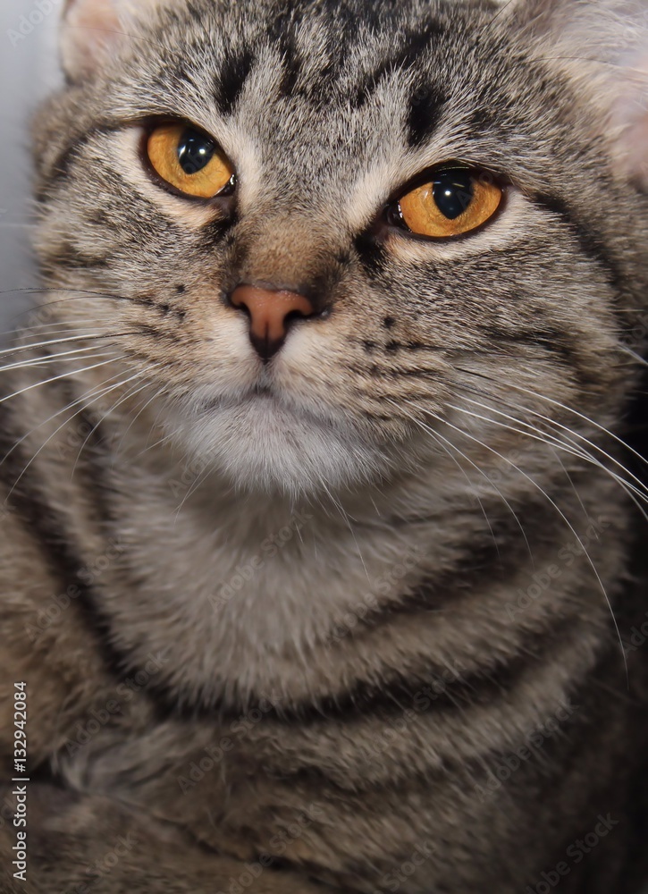 BROWN TABBY CAT BROWN TABBY CAT