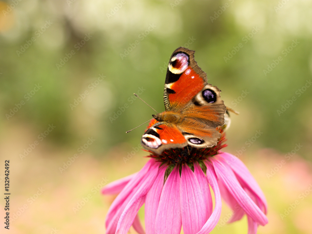 Echinacea and colorful butterfly in the garden Echinacea and colorful butterfly in the garden