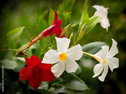 Red and white Mandevilla in a pot