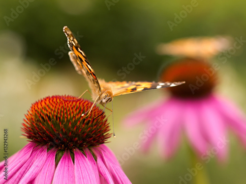 Echinacea and colorful butterfly in the garden © perfidni1