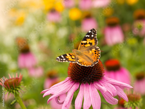 Echinacea and colorful butterfly in the garden
