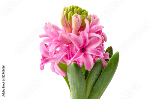 Fototapeta Naklejka Na Ścianę i Meble -  Rosa Hyazinthe