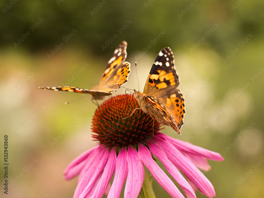 Echinacea and colorful butterfly in the garden Echinacea and colorful butterfly in the garden