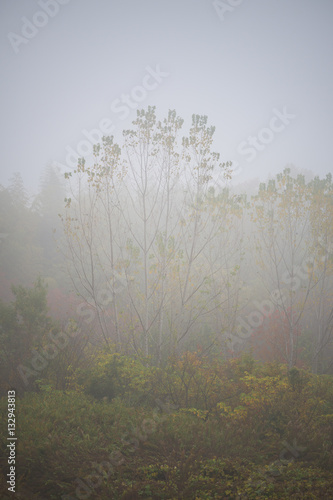 霧の風景
