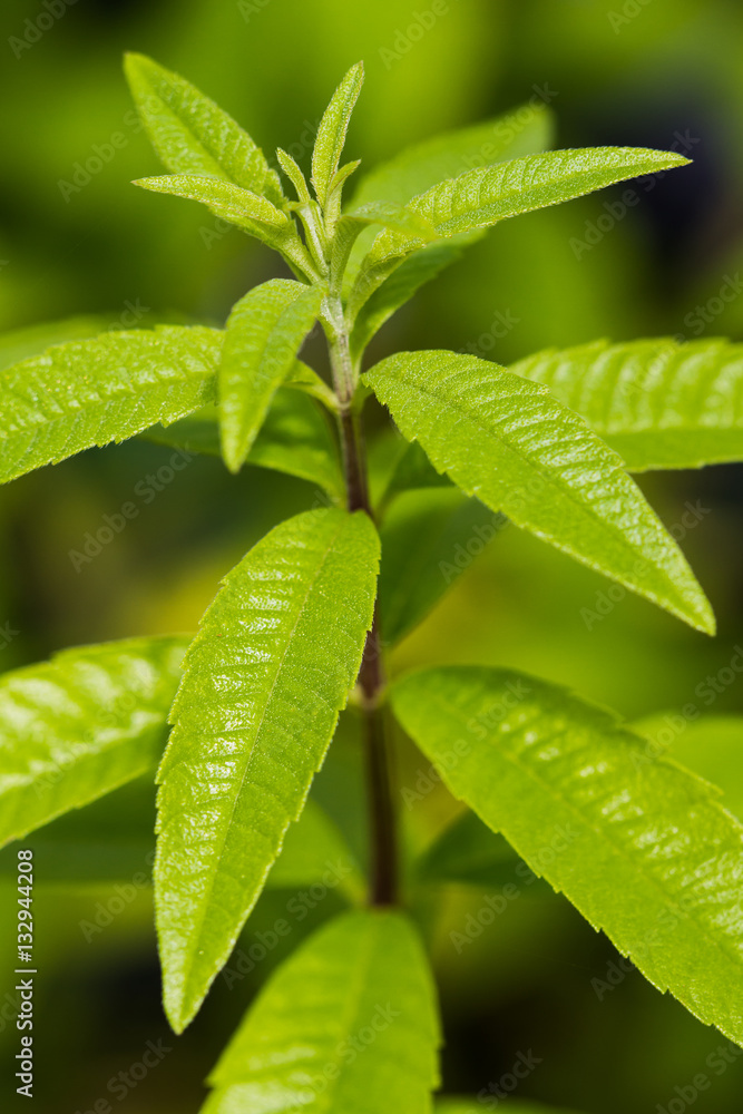 Aloysia citrodora Aloysia citrodora
