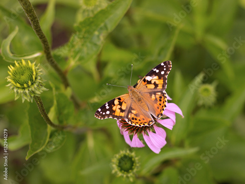 Echinacea and colorful butterfly in the garden © perfidni1