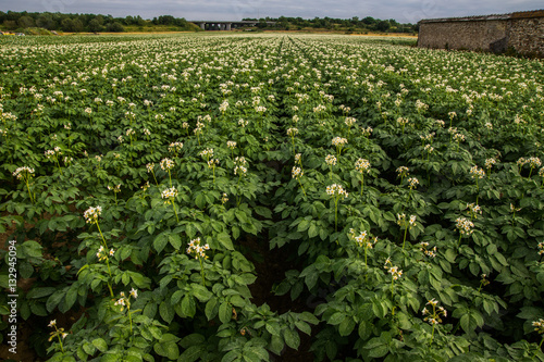 Champs de pommes de terre en floraison
