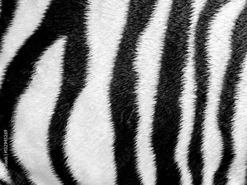 Zebra skin pattern leatherette fabric