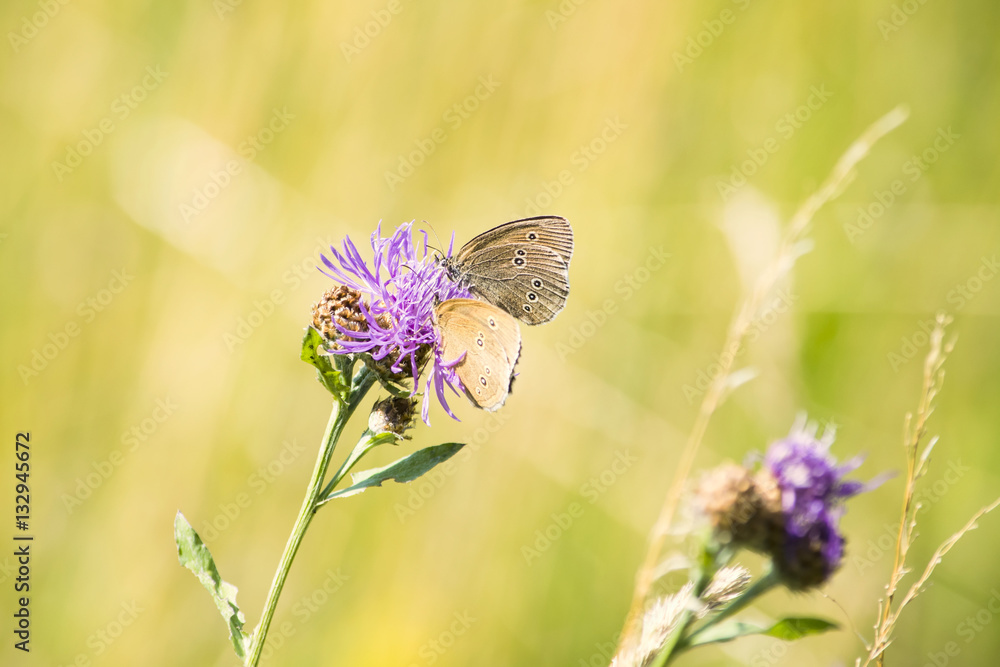 Naklejka premium Ringlet (Aphantopus hyperantus), motyl z rodziny Nymphalidae żywiący się chabrem. Piękne i kolorowe tło. Czas letni
