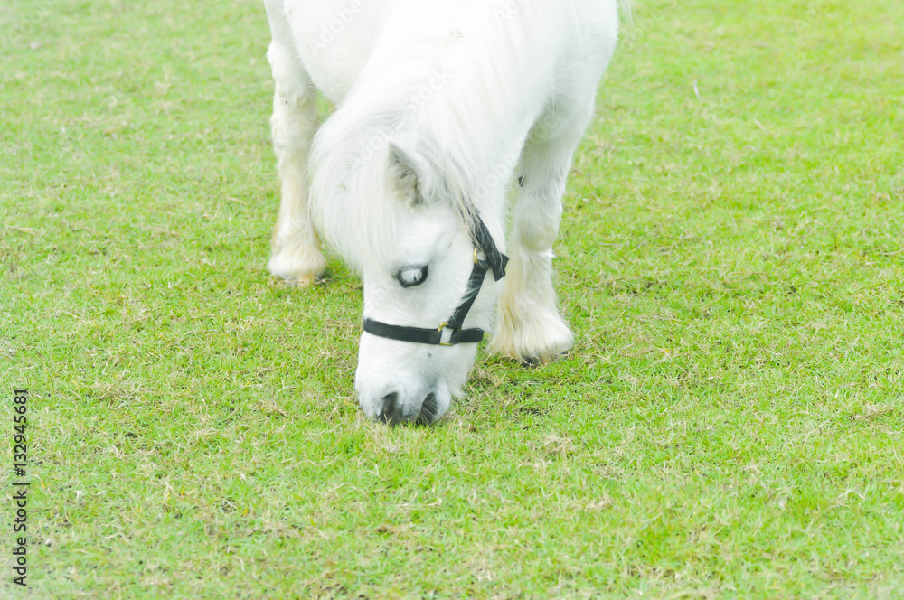 Obraz premium horse or white pony's eating some grass on the farm