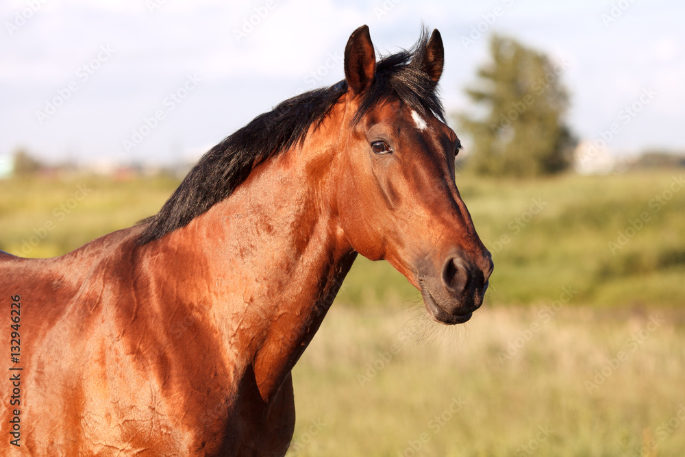 Portrait of a bay horse on background field Portrait of a bay horse on background field