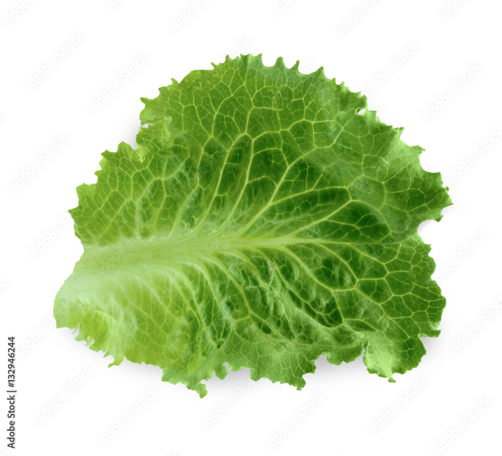 Green fresh lettuce isolated on white background Green fresh lettuce isolated on white background