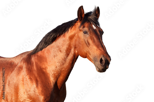 Portrait of a bay horse on white background.