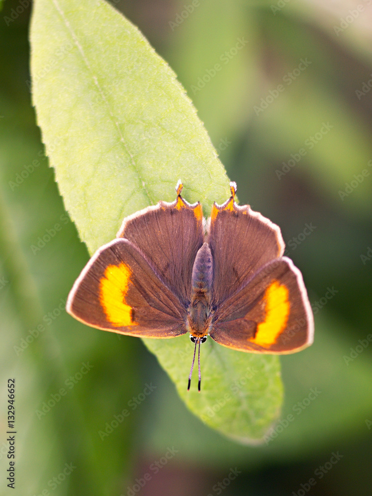 Butterfly (Thecla betulae) resting on a bush Butterfly (Thecla betulae) resting on a bush