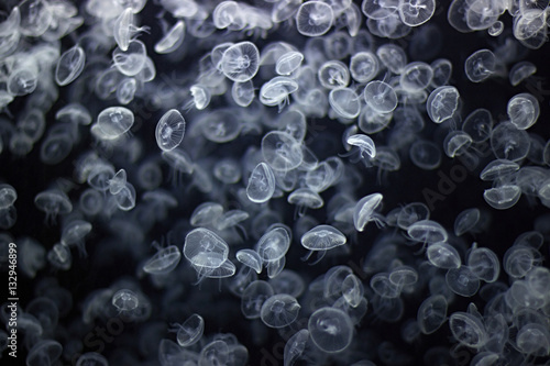 small jellyfishes in a blue water © perfidni1