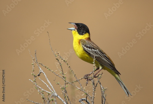 black-headed bunting photo