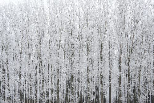Fototapeta Naklejka Na Ścianę i Meble -  Winter scane in the nature
