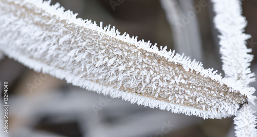 Wallpaper Mural Macro foglia con brina  Torontodigital.ca