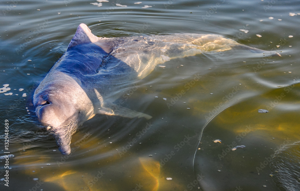 Fototapeta premium Estuary dolphin in Tin Can Bay, Australia