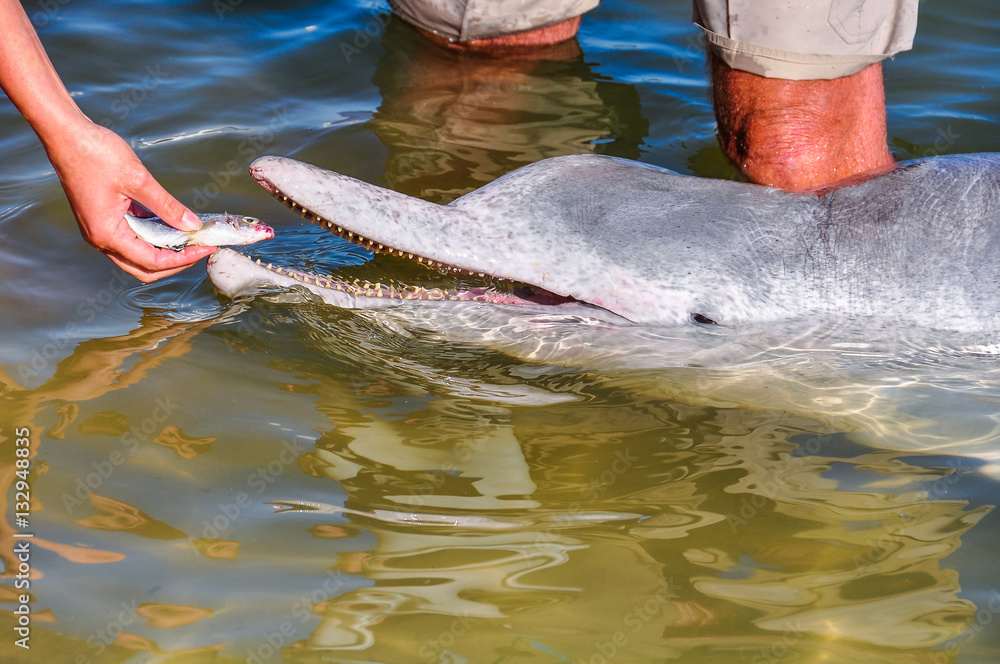 Obraz premium Estuary dolphin feeding in Tin Can Bay, Australia