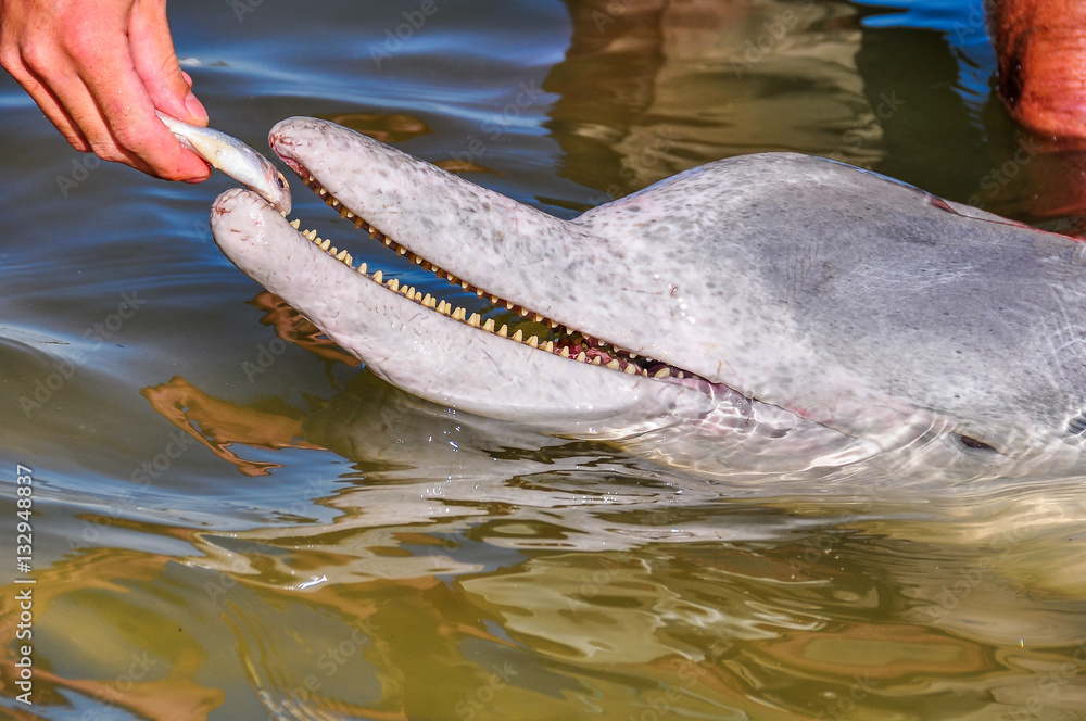 Obraz premium Estuary dolphin feeding in Tin Can Bay, Australia