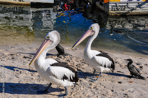 Φωτογραφία Pelicans on the shore in Tin Can Bay, Australia