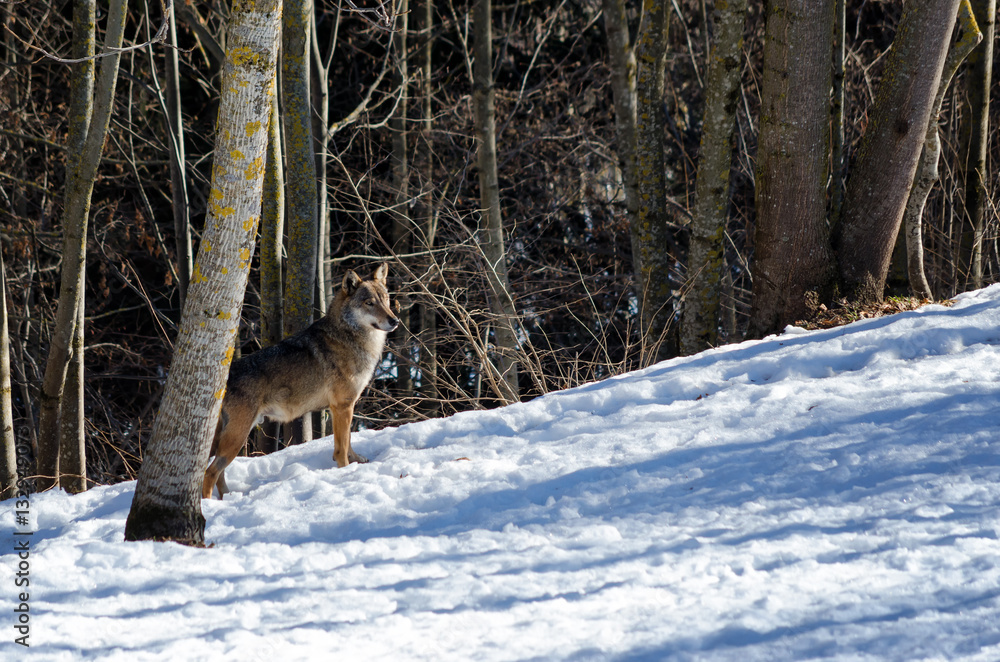 Obraz premium Male italian wolf (canis lupus italicus) in wildlife centre 