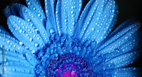 Gerbera flower close up beautiful macro photo with drops of rain edited colors © Voinakh