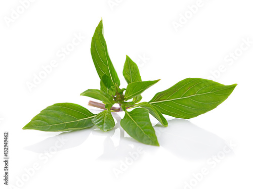 Basil leaf isolated on white background.