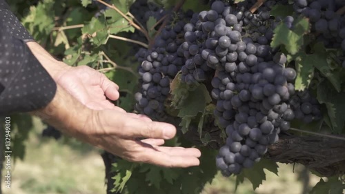 Grape harvest 4
Shooting of picking grapes on a beautiful day