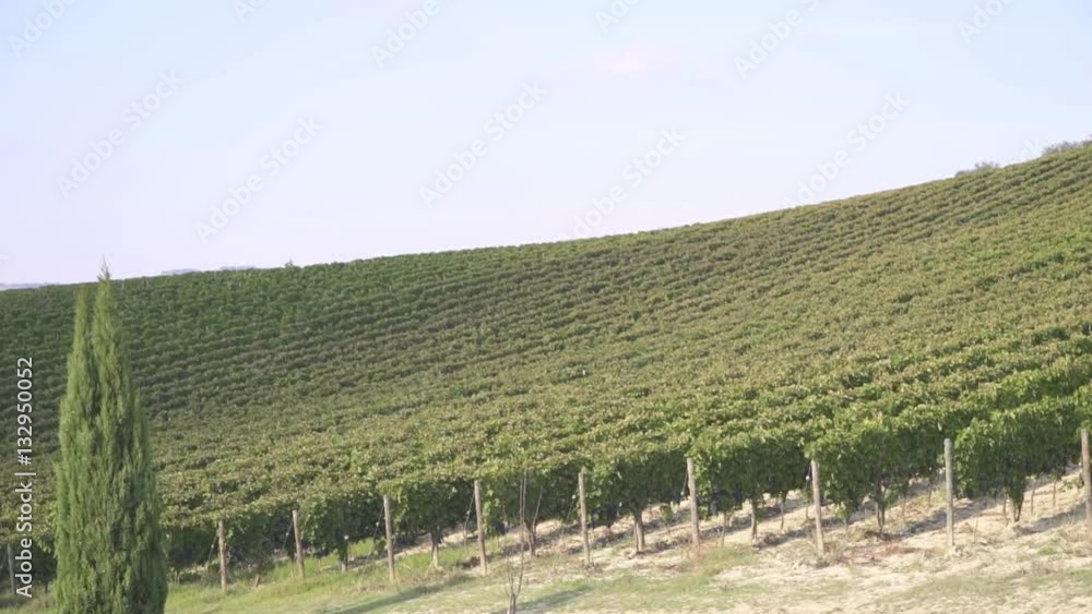 Vineyards in Italy
Shooting of fields planted with grapes Vineyards in Italy
Shooting of fields planted with grapes