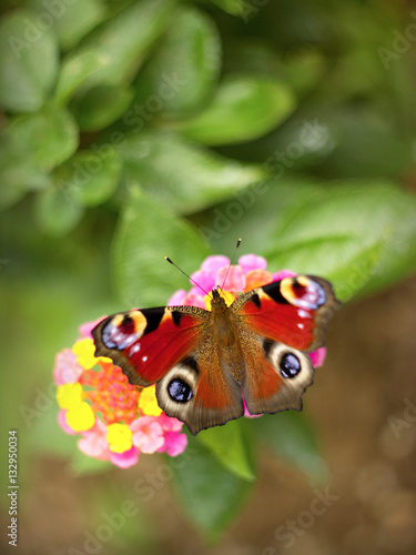 Butterfly Aglais io on a flower