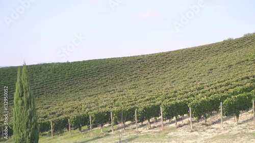 Wallpaper Mural Vineyards in Italy
Shooting of fields planted with grapes  Torontodigital.ca