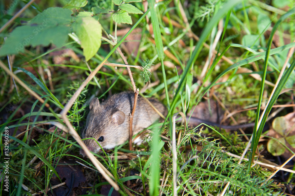 The gray mouse hiding in the green grass The gray mouse hiding in the green grass