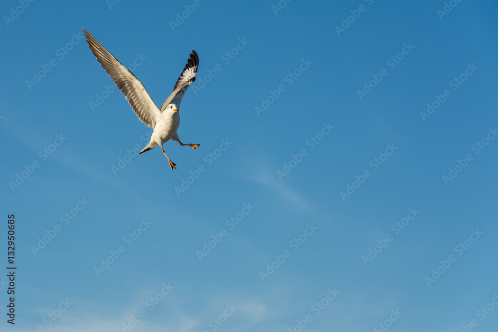 Obraz premium Seagull flying in blue sky