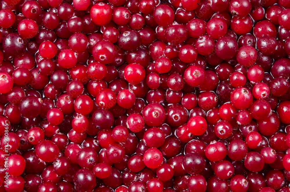 Fresh ripe cranberry in water. Red berries with drops. Food back Fresh ripe cranberry in water. Red berries with drops. Food back