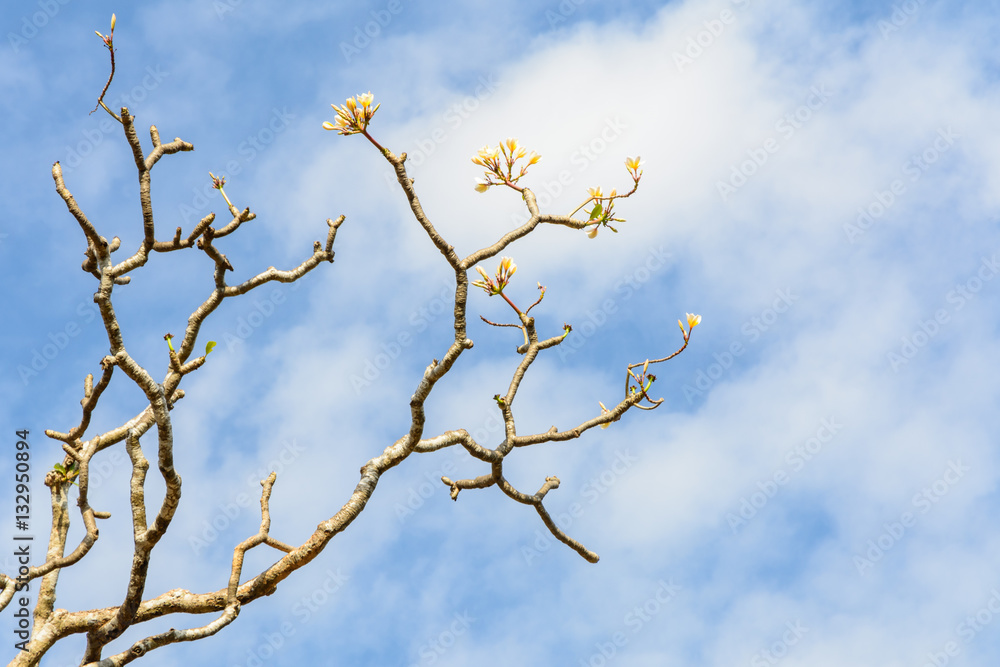Plumeria tree without leaf on sky background Plumeria tree without leaf on sky background