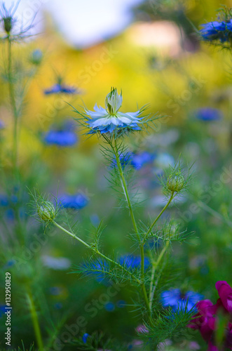 Nigella sativa - nature blue and white flowers